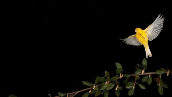 Canary Capital’s McClurg Sees Bitcoin Soaring to 0K Before Inevitable Downturn