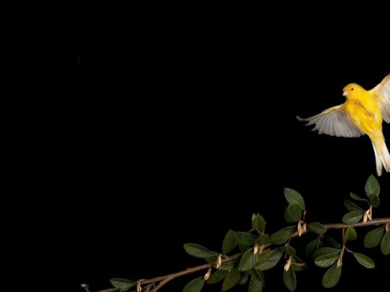 Canary Capital’s McClurg Sees Bitcoin Soaring to 0K Before Inevitable Downturn