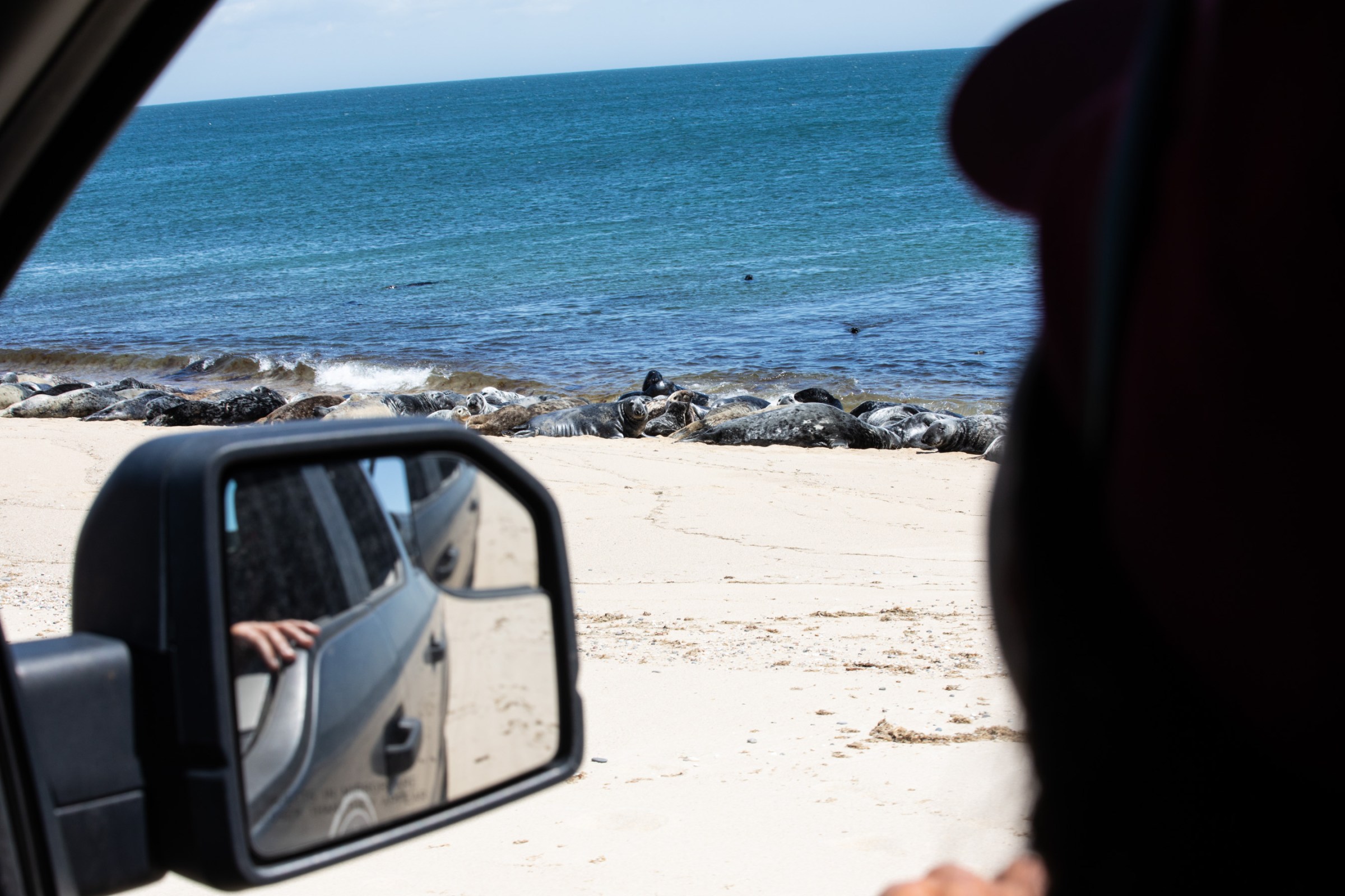 Rain Harbison observes a group of seals inside her truck at the Coskata-Coatue Wildlife Refuge in Nantucket, Massachusetts.