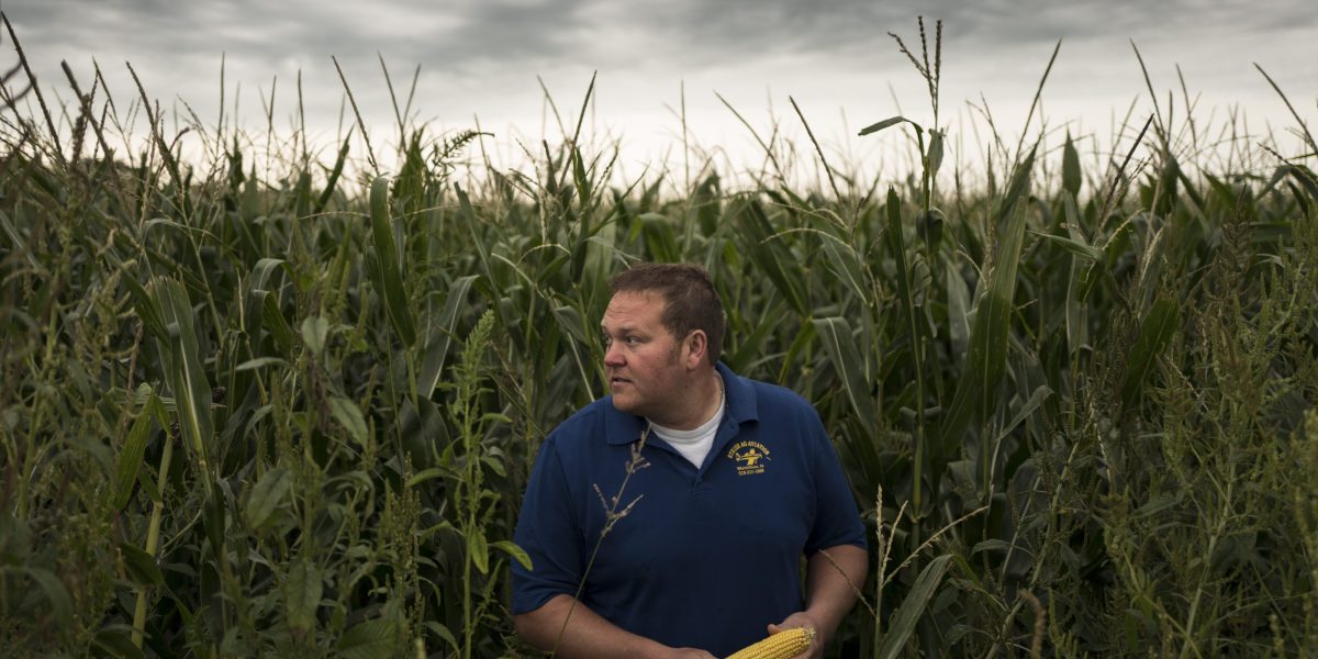 'Like the corn's never getting a break. It’s just hot all the time': How America's farmers conquered climate change for a 'monster' harvest