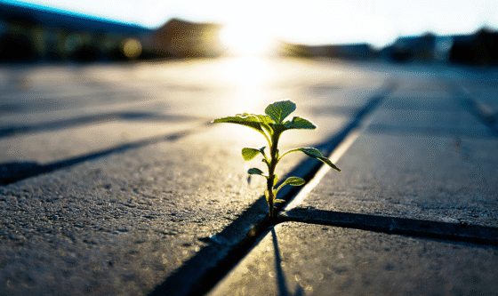 Factor Performance: Will the Comeback Persist?