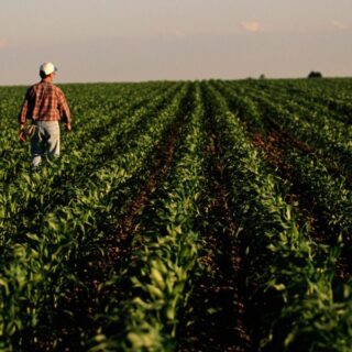 Rural America is suffering an economic crisis as crop prices plunge