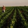 Rural America is suffering an economic crisis as crop prices plunge