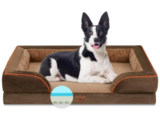 Amazon's  orthopedic dog bed is now just , and customers say their dogs 'love it'