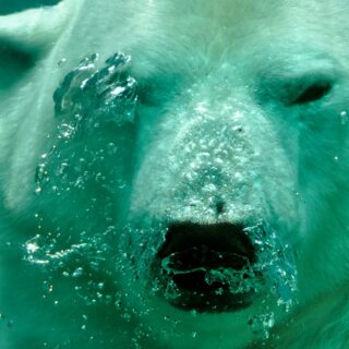Analyst Says XRP Price Is Yet To Hit Its First Bearish Target, It’s Much Lower