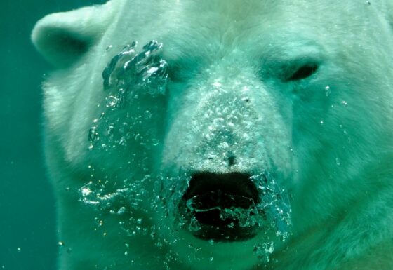 Analyst Says XRP Price Is Yet To Hit Its First Bearish Target, It’s Much Lower