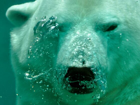 Analyst Says XRP Price Is Yet To Hit Its First Bearish Target, It’s Much Lower