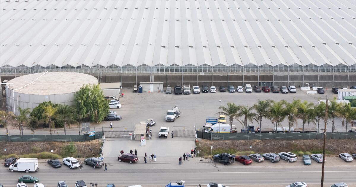 California cannabis firm raided by ICE unveils big labor changes