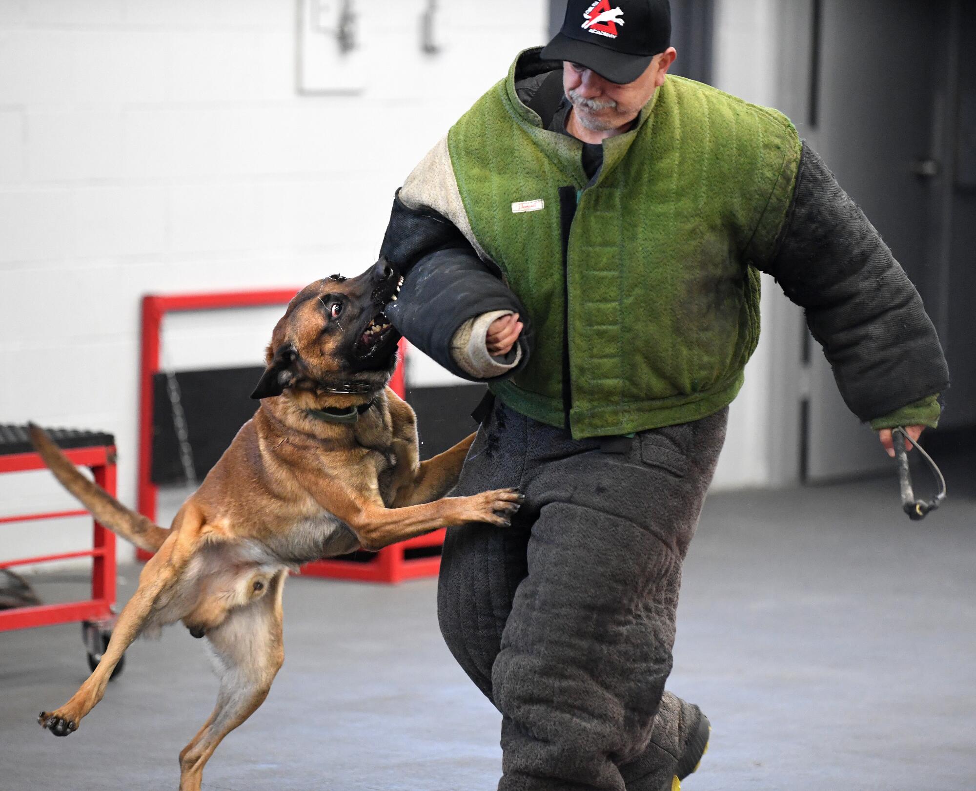 A protection dog trains at the Delta K9 Academy in North Hollywood.