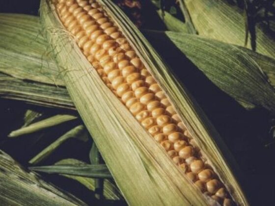 Corn Falls Lower Wednesday