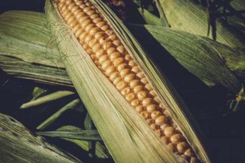 Corn Falls Lower Wednesday