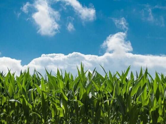 Corn and Soybean Bulls Are Coming Back to Life