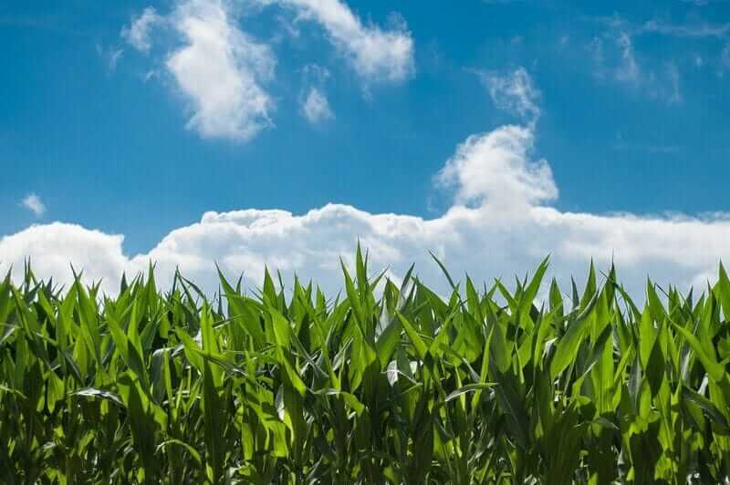 Corn Popping Higher as Export Business Comes in Above Estimates