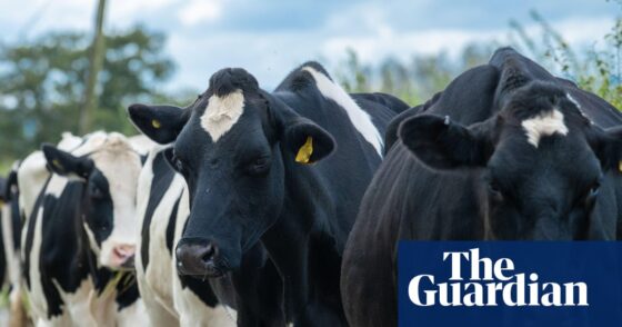 Dairy farmers say worker shortage is threatening UK food security | Farming