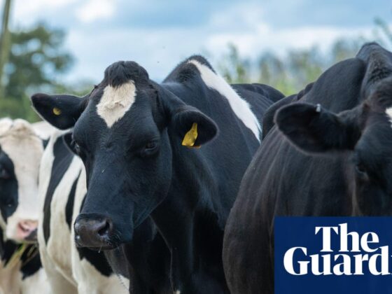 Dairy farmers say worker shortage is threatening UK food security | Farming