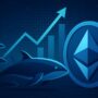 Ethereum Whales Add 1.80 Million ETH In 30 Days – Massive Accumulation Trend