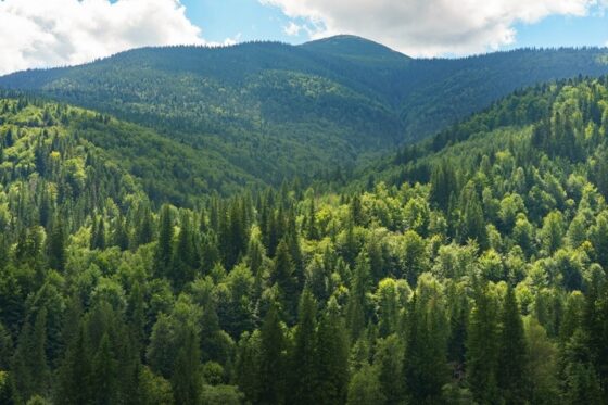 Forests Might Be The Hottest Asset Class You’re Not Watching. They Pay A Return, Hedge Inflation And Provide Planet-Friendly Optics