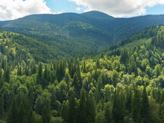 Forests Might Be The Hottest Asset Class You’re Not Watching. They Pay A Return, Hedge Inflation And Provide Planet-Friendly Optics