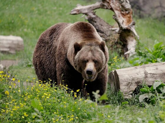 Holding cash in case a bear market hits? Here’s where and when to invest if stocks plunge.