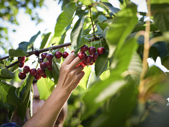 How Do Performance Metrics Correlate? Might Fund Managers Cherry-Pick?