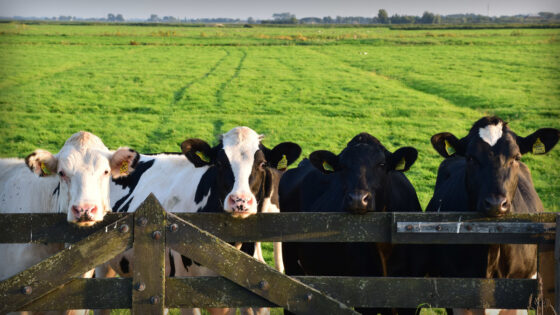 Natural gas company files Chapter 11 bankruptcy