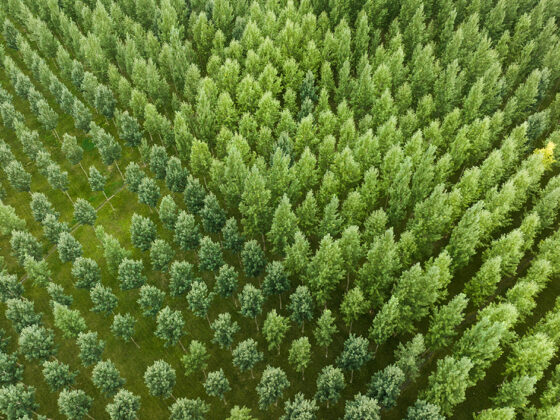 Rethinking Corporate FX Hedging: Seeing the Forest through the Trees