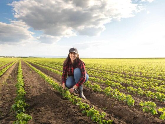 Soybeans Correcting Lower Ahead of USDA Reports