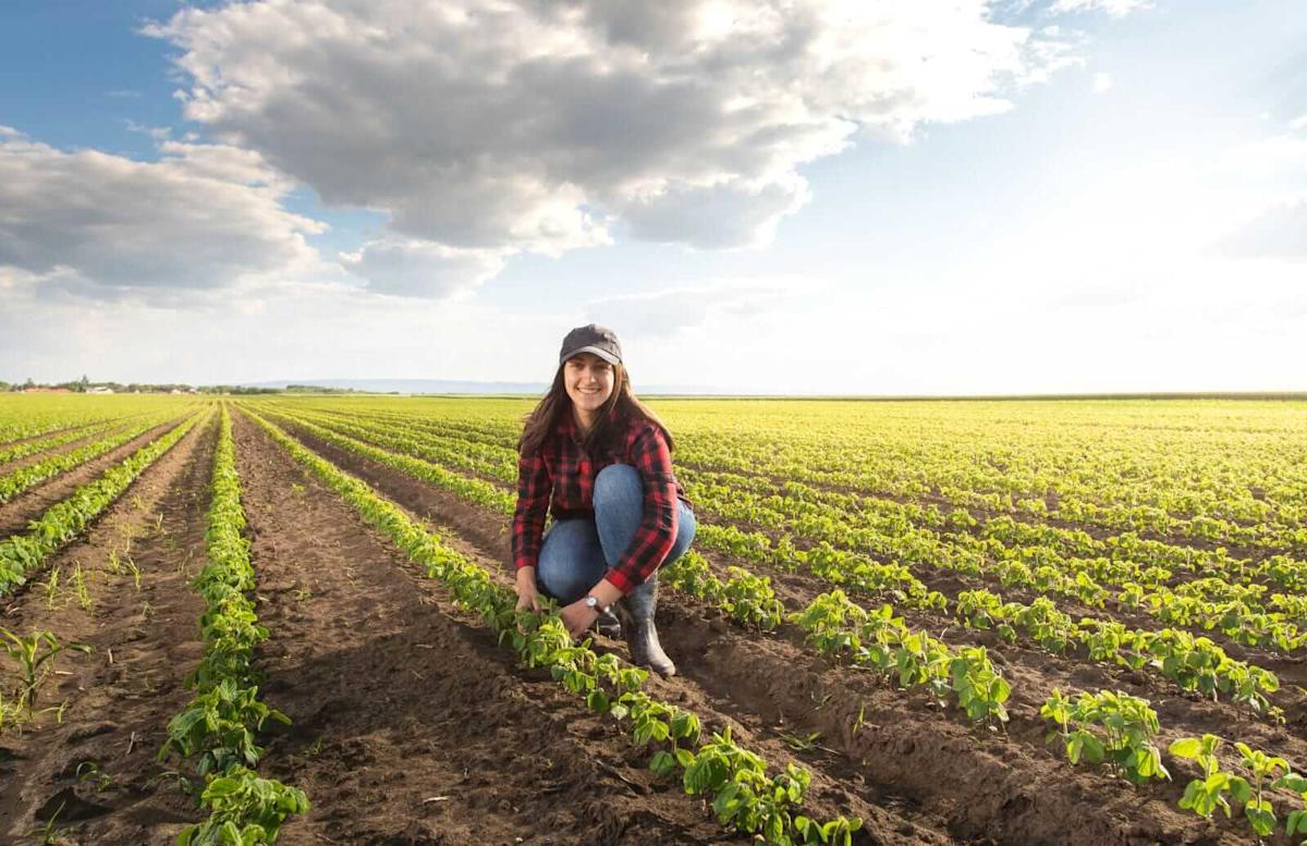 Soybeans Correcting Lower Ahead of USDA Reports