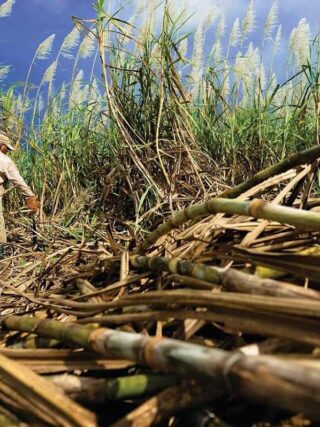 Sugar Prices Gain on Concern Over Weaker Cane Yields in Brazil