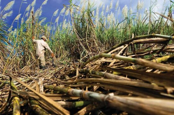 Sugar Prices Gain on Concern Over Weaker Cane Yields in Brazil