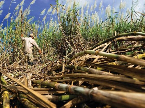 Sugar Prices Gain on Concern Over Weaker Cane Yields in Brazil