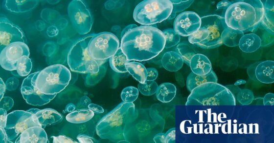Swarm of jellyfish shuts nuclear power plant in France | France
