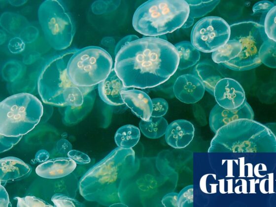 Swarm of jellyfish shuts nuclear power plant in France | France