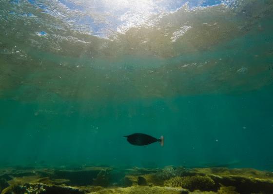 The Ocean Floor Could Power EVs. Will This Company Reap the Rewards?