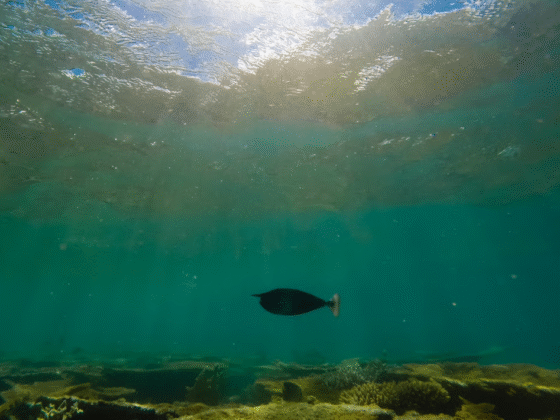 The Ocean Floor Could Power EVs. Will This Company Reap the Rewards?