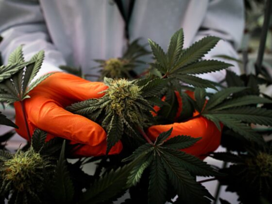 Weed stocks rally as Trump is said to weigh drug reclassification
