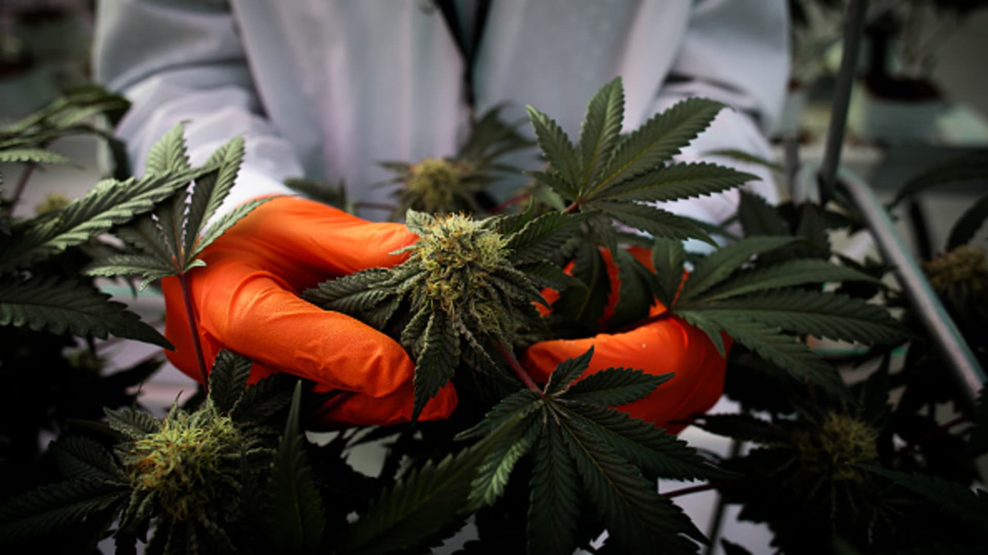 Weed stocks rally as Trump is said to weigh drug reclassification