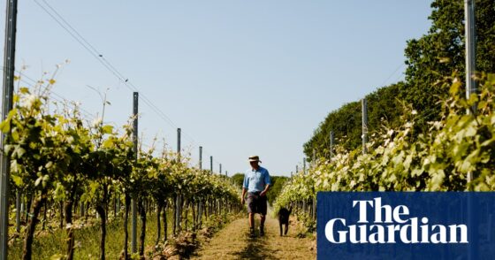 ‘We cannot do it the way our fathers did’: farmers across Europe struggle to adapt to the climate crisis | Farming