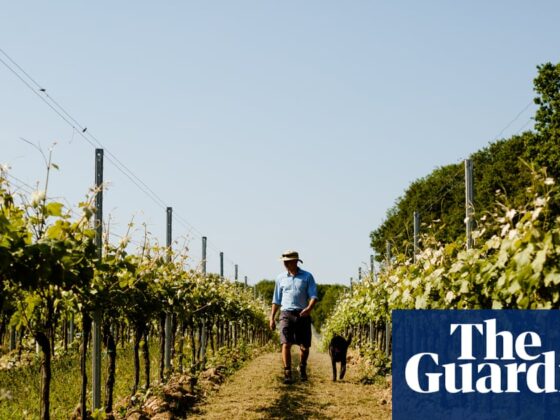 ‘We cannot do it the way our fathers did’: farmers across Europe struggle to adapt to the climate crisis | Farming