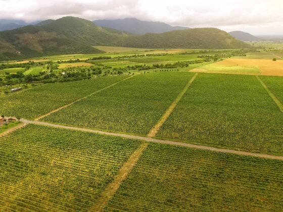 Georgia Secures 0M Partnership to Advance Tokenized Real‑World Asset (RWA) Agriculture