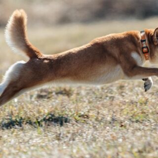 Dogecoin Defies Odds, Jumps Even As ETF Debut Gets Pushed Back