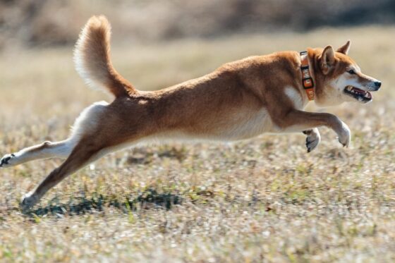 Dogecoin Defies Odds, Jumps Even As ETF Debut Gets Pushed Back