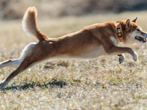 Dogecoin Defies Odds, Jumps Even As ETF Debut Gets Pushed Back