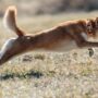 Dogecoin Defies Odds, Jumps Even As ETF Debut Gets Pushed Back