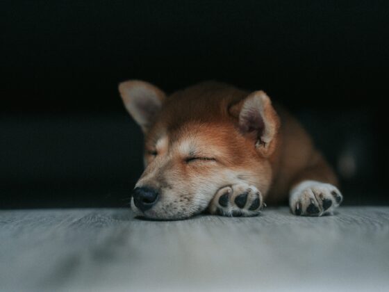 Dogecoin May Pause Above alt=