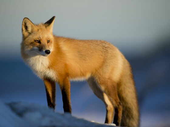 MetaMask’s Long-Rumored Token May Arrive Sooner Than Expected, CEO Says