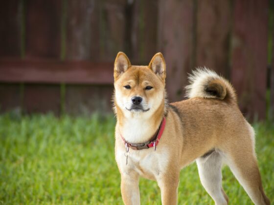 Shiba Inu Joins The Ranks Of Dogecoin, XRP On Coinbase ETF Watchlist, The Next Big Thing?