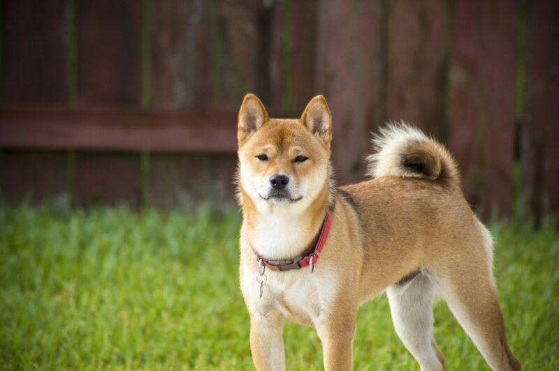 Shiba Inu Joins The Ranks Of Dogecoin, XRP On Coinbase ETF Watchlist, The Next Big Thing?